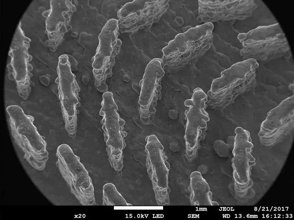 Imagen SEM magnificada 20x de semiconductores de radiofrecuencia