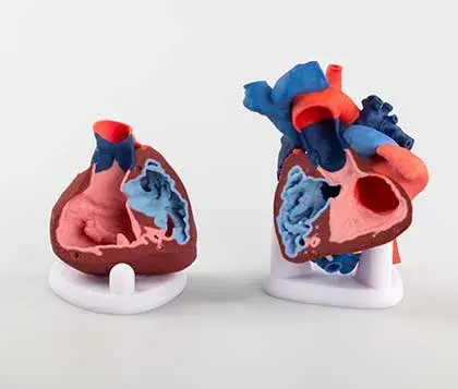 multicolor 3d prints of hearts showing valves and chambers